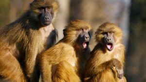 Curiosidades dos Macacos 7 fatos incríveis que vão te surpreender